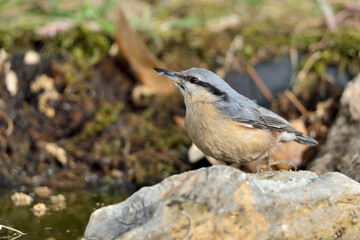  trepador azul posado en una piedra en el parque (Sitta europaea) marbella Andalucía España 
