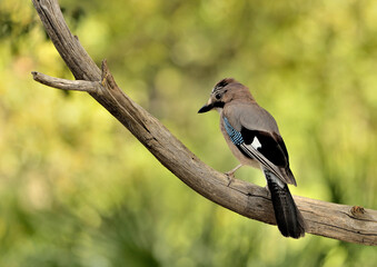  arrendajo  posado en un tronco  del parque (Garrulus glandarius) Ojén Andalucía España 