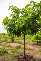 Green Dipterocarpus alatus forest on dark cloud sky.