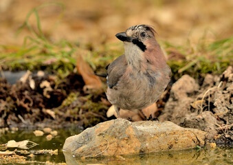   arrendajo bebiendo agua en el estanque del parque (Garrulus glandarius) Ojén Andalucía España 