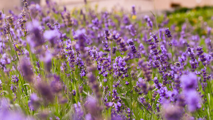 Lavender closeup picture. Blurred background