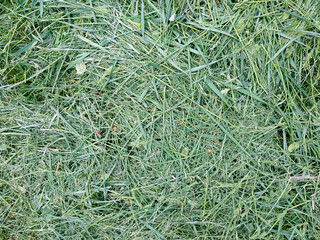 Freshly mown green grass texture background