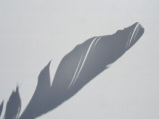 Bird feather shadow on white wall background