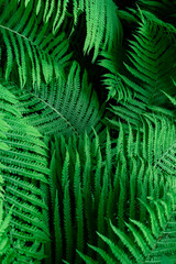 Tropical Green Leaves Fern Nature background close-up bush UFO