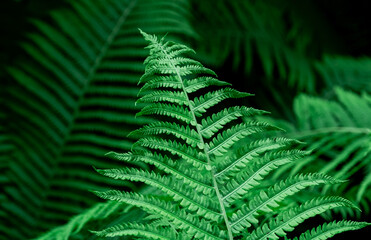 Tropical Green Leaves Fern Nature background close-up bush UFO