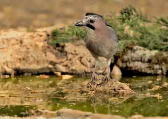    arrendajo bebiendo agua en el estanque del bosque (Garrulus glandarius) Ojén Andalucía España 