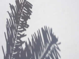 Shadows of pine branches on a white wall background