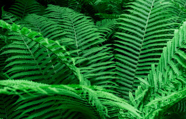 Fototapeta na wymiar Tropical Green Leaves Fern Nature background close-up bush UFO