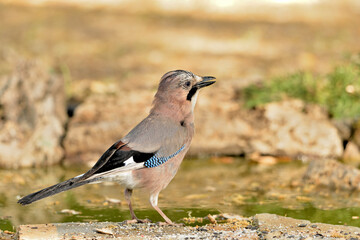     arrendajo bebiendo agua en el estanque del bosque (Garrulus glandarius) Ojén Andalucía España 