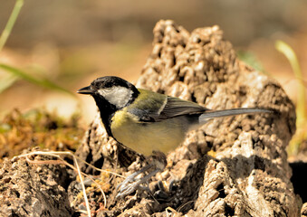 carbonero común en un tronco en el suelo  (Parus major) marbella Andalucía España 