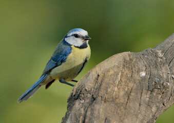 herrerillo posado en un tronco en el parque (Cyanistes caeruleus) Marbella Andalucía España 
