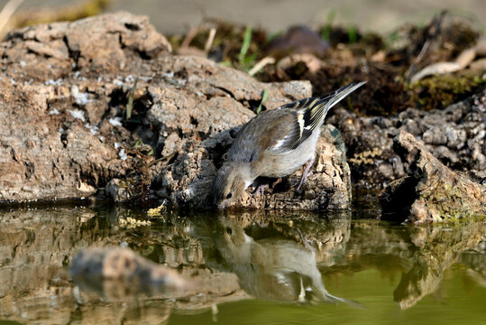   pinzón vulgar hembra bebiendo agua en el estanque del parque (Fringilla coelebs) Marbella Andalucía España 