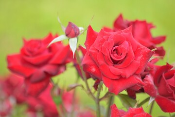 Macro details of Red Rose flower in summer garden