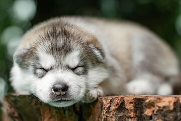 One Little cute puppy of Siberian husky dog outdoors