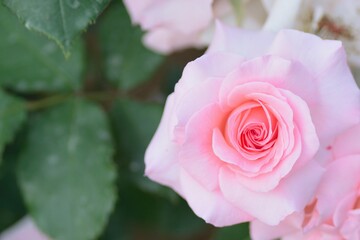 Macro details of pink Rose flower in summer garden