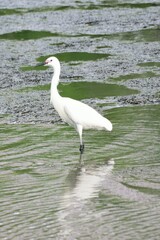 White Japanese Crane in water body