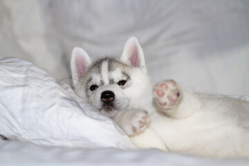 Cute siberian husky puppy sitting on white background. The dog is lying on the bed. Puppy indulges.