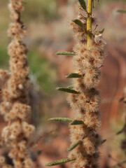 Wild Flower