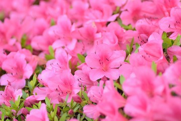 Fototapeta na wymiar Macro background of Pink Azalea flowers at Summer garden in Japan