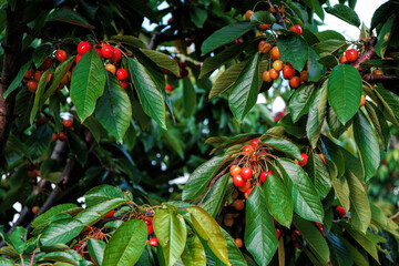 Tree full of cherries almost ripe