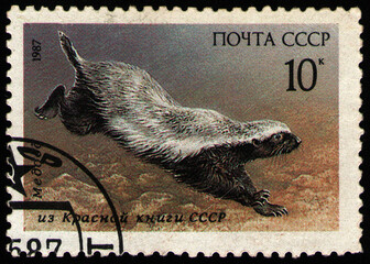 USSR - CIRCA 1987: stamp printed in USSR, shows animal Honey Badger (Mellivora capensis), circa 1987