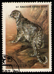 USSR - CIRCA 1987: stamp printed in USSR, shows animal Snow Leopard (Uncia uncia), circa 1987