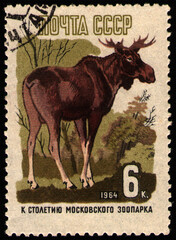 USSR - CIRCA 1964: stamp printed in USSR, shows animal Elk, Moscow zoo 100th anniversary, circa 1964