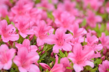 Macro background of Pink Azalea flowers at Summer garden in Japan