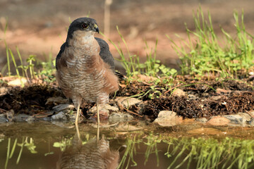 gavilán común bebiendo agua en el estanque  en el bosque (Accipiter nisus) Ojén Andalucía...