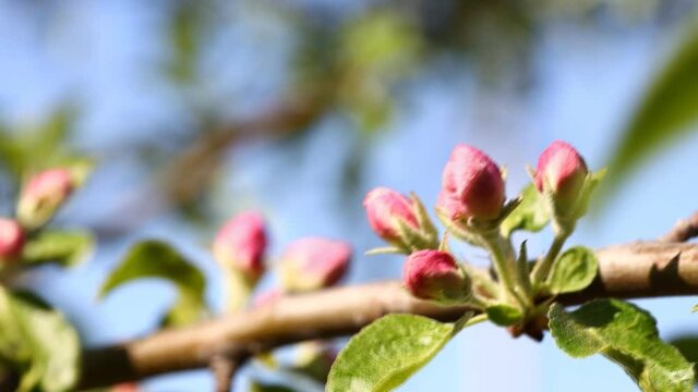 spring blossoms. apple tree flowers