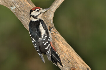  pico picapinos en el bosque en un  tronco  (Dendrocopos major) Ojén Andalucía España 