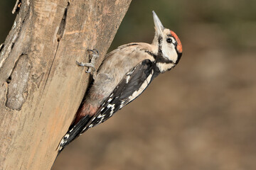  pico picapinos en el bosque en un  tronco  (Dendrocopos major) Ojén Andalucía España 