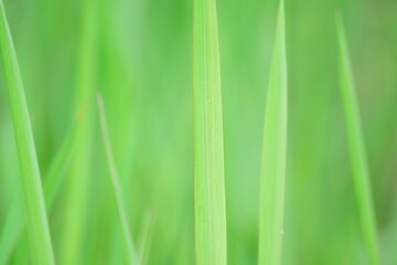 Macro background of green grass in horizontal frame