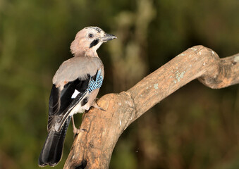  arrendajo posado en un tronco en el bosque (Garrulus glandarius) Ojén Andalucía España