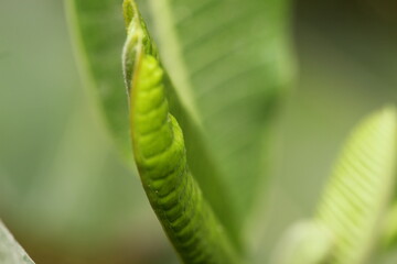 close up of green leaf
