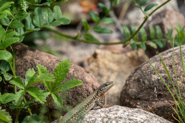 lizard in the grass