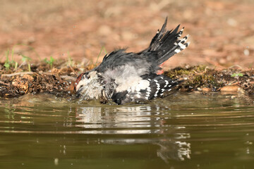  pico picapinos bañándose en el estanque  en el bosque (Dendrocopos major) Ojén Andalucía España 