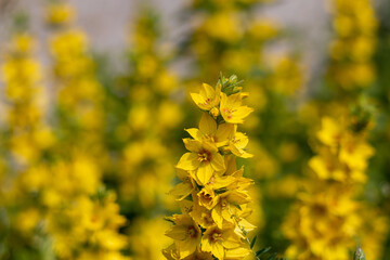 field of yellow flowers
