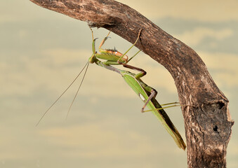 mantis religiosa en una rama y cielo con nubes  (Dictyoptera, Mantidae) Marbella Andalucía España 
