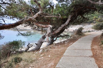 Pine tree in the sea pathway, walking trail