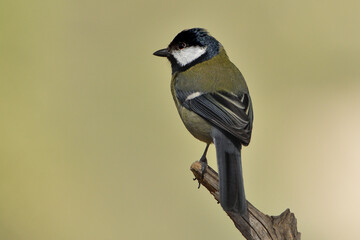  carbonero posado en una rama en el parque (Parus major) Marbella Andalucía España