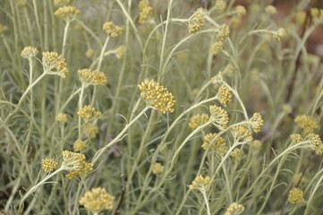 Immortelle beauty plant in full bloom on the coast .