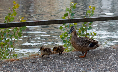 Baby ducks and mom walking near the strasbourg river 