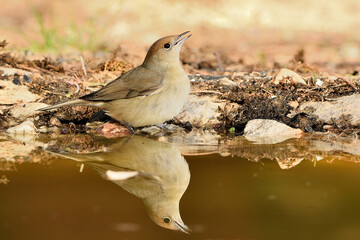 curruca capirotada reflejada y bebiendo en el estanque (Sylvia atricapilla) Marbella Andalucía España 