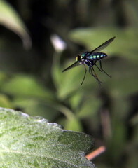Fly