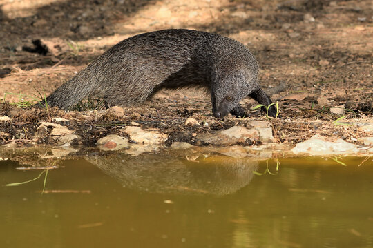 meloncillo en el estanque del bosque (Herpestes ichneumon) Oj&eacute;n Andaluc&iacute;a Espa&ntilde;a 