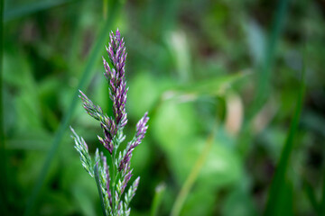 Closeup of a blade of grass in a meadow. Sunny summer day