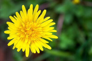 Bright yellow dandelion, top view. Macro photo. With place for your design
