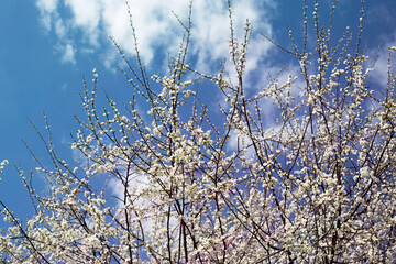 kwtinienie blossom sady kwitnace sady © Kima