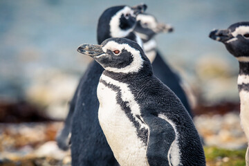 The Magellanic penguins in the Natural  Sanctuary on the Magdalena Island, Chile